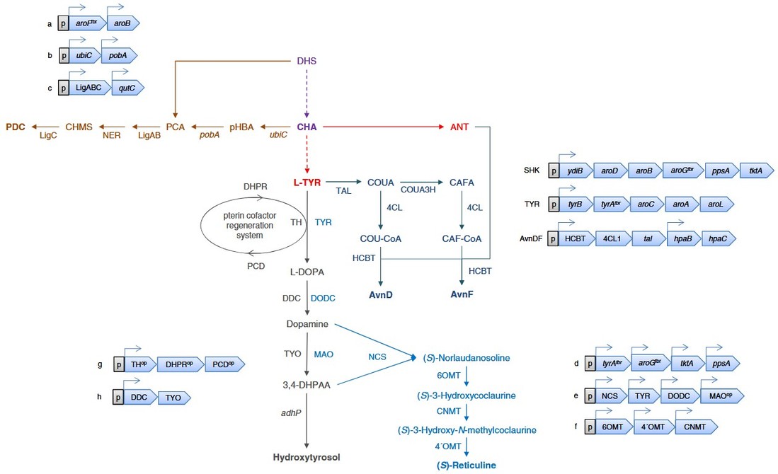 Engineering Escherichia coli to overproduce aromatic amino acids and derived compounds
