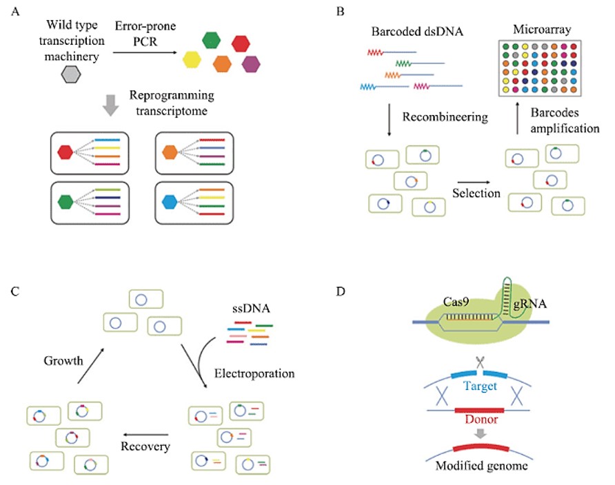 Genome engineering technologies: transcription factor modifications to reprogram gene expression, barcoded genome-wide perturbations,  large-scale genome restructuring and evaluation, and CRISPR