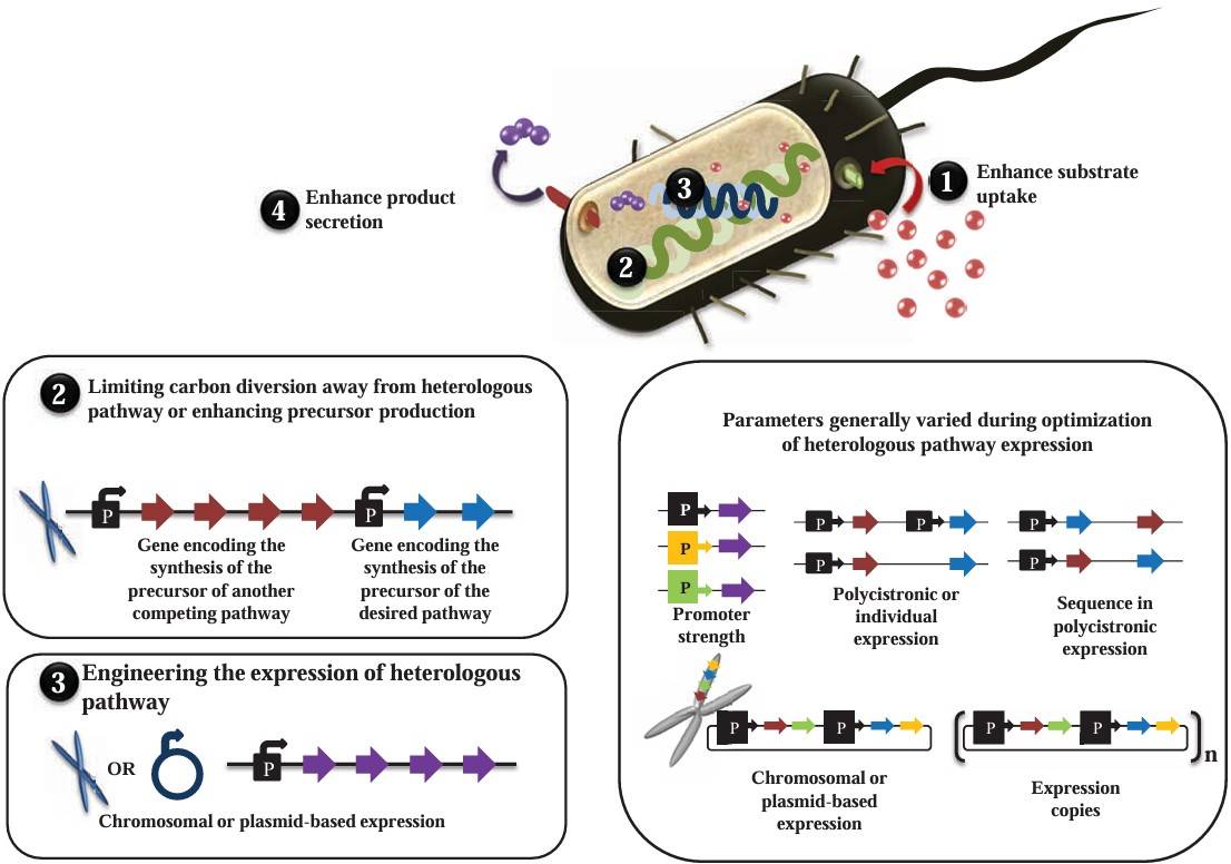 A holistic view of metabolic and cellular engineering in microbes