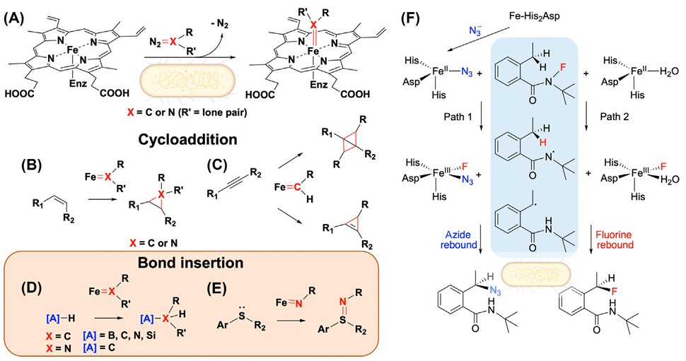 Creating novel metabolic pathways by protein engineering for bioproduction