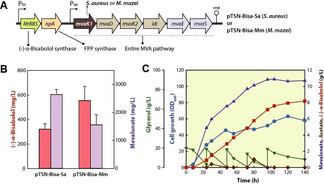 Introduction of MvaK1 from M. mazei for the improvement of (−)-α-bisabolol production