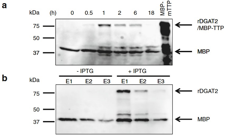 組換えトウゴマ（tung tree）DGAT2の発現および精製