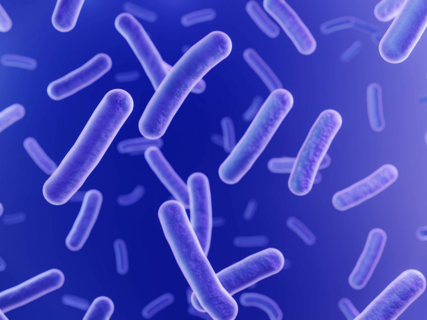 Bacillus bacteria