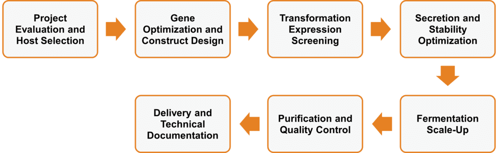Workflow of bacillus-based enzyme expression and production services