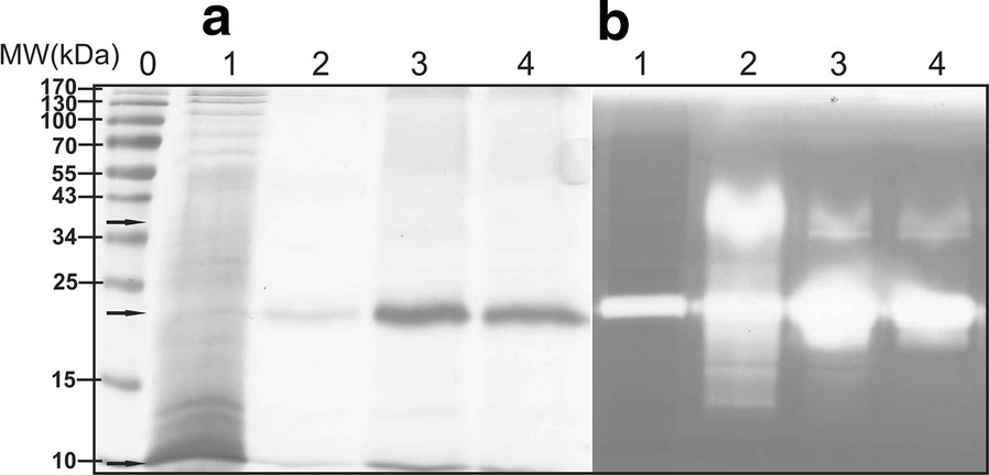 Extracellular production of the engineered thermostable protease pernisine from Aeropyrum pernix K1 in Streptomyces rimosus