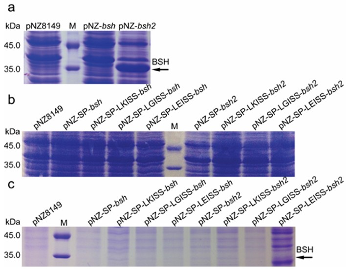 Codon and propeptide optimizations to improve the food-grade expression of bile salt hydrolase in Lactococcus lactis
