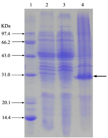 温度依存性プロモーター制御下におけるEscherichia coliでの組換えcis-エポキシコハク酸加水分解酵素の発現・生産