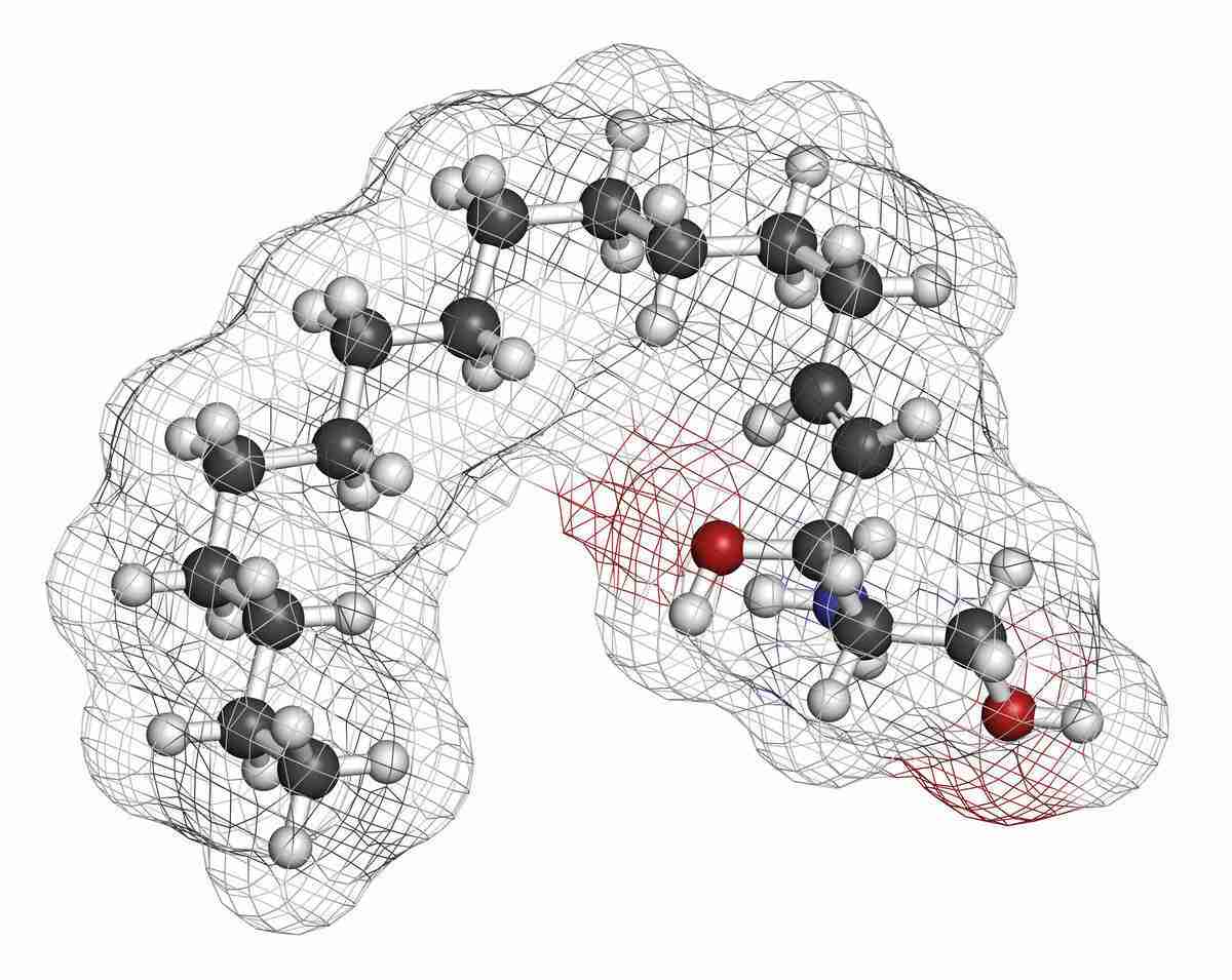 スフィンゴシン脂質分子の3Dレンダリングモデル。