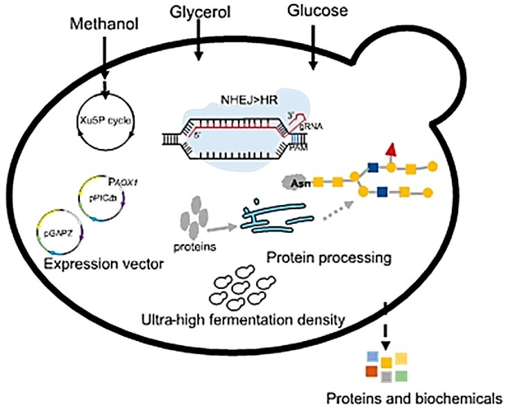 Pichia pastoris enzyme expression system
