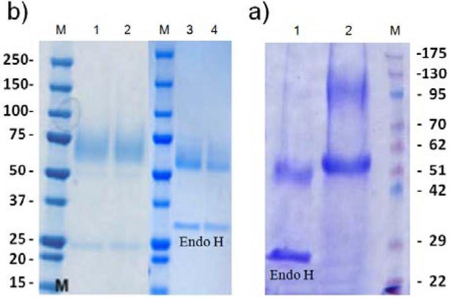 Comparison of biochemical properties of recombinant endoglucanase II of Trichoderma reesei in methylotrophic yeasts, Pichia pastoris and Hansenula polymorpha