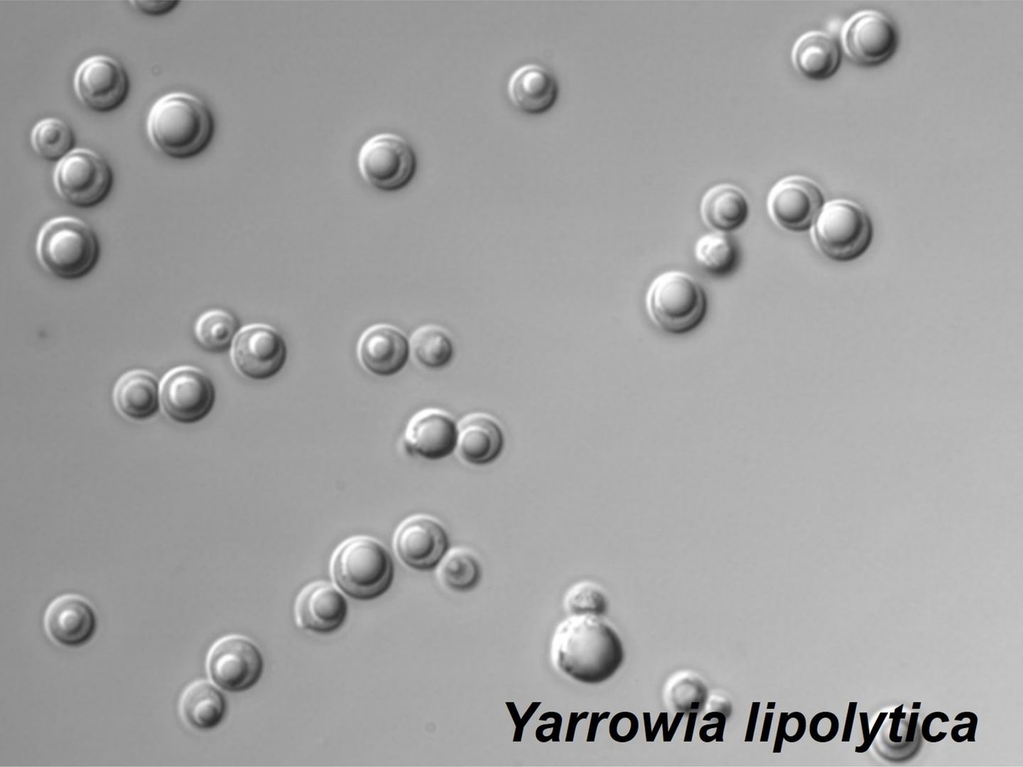 Other yeast hosts enzyme expression system, such as Yarrowia lipolytica