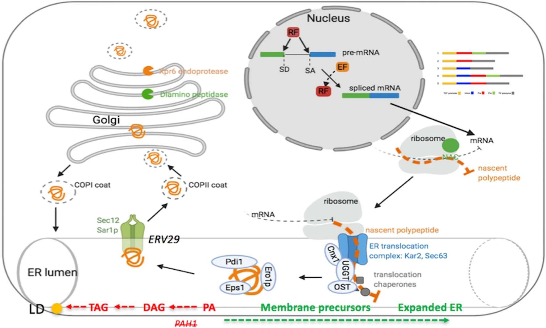 Homologous expression and biochemical characterization of the arylsulfatase from Kluyveromyces lactis and its relevance in milk processing