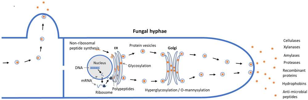 Fungal enzyme expression