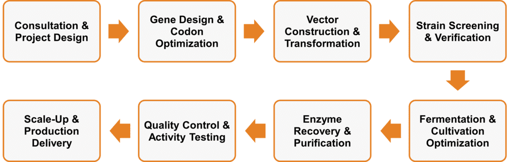 Workflow of fungal enzyme expression and production services