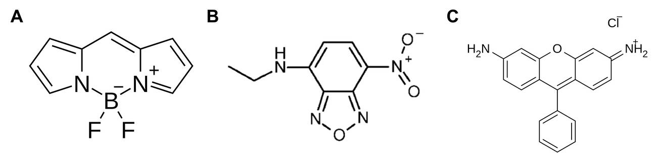 蛍光脂質の蛍光部分：BODIPY、ニトロベンゾキサジアゾール、ローダミン。