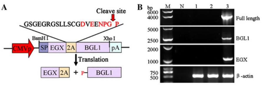 Co-expression of two fibrolytic enzyme genes in CHO cells and transgenic mice