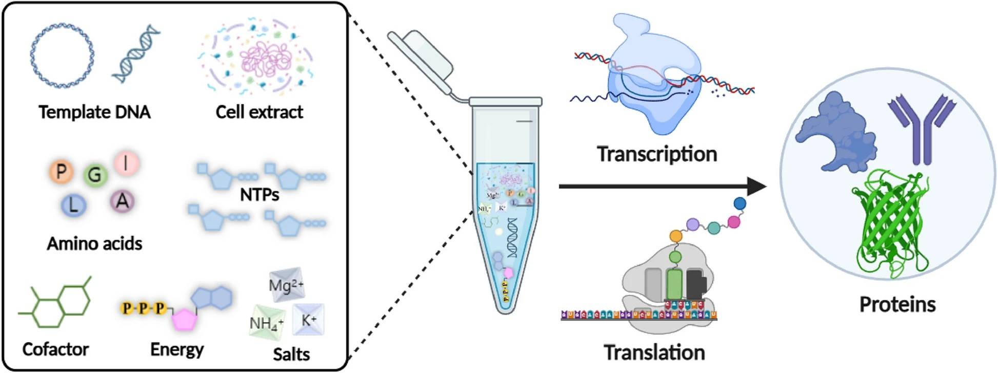 Cell-free protein synthesis