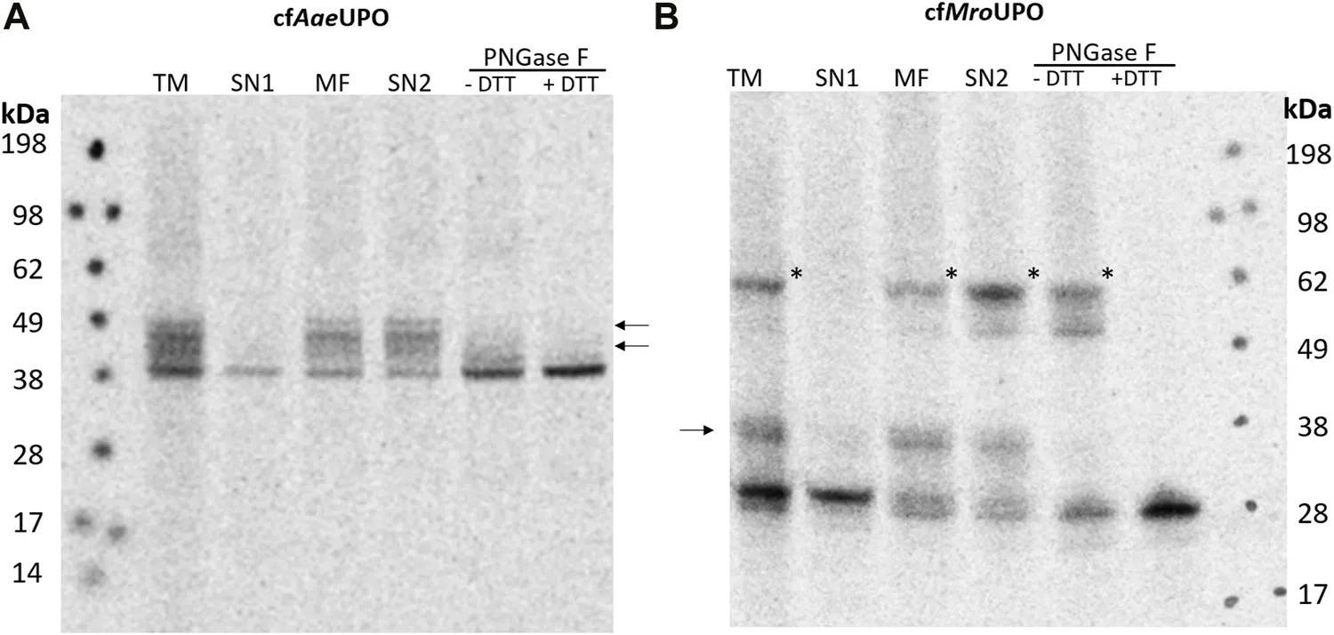 Vesicle-based cell-free synthesis of short and long unspecific peroxygenases