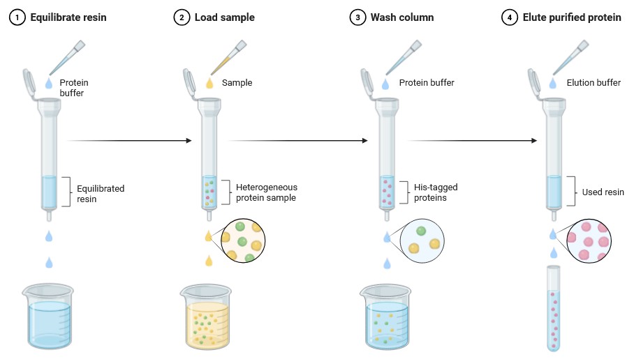 His-tagged protein purification workflow: sample loading, column washing, and protein elution