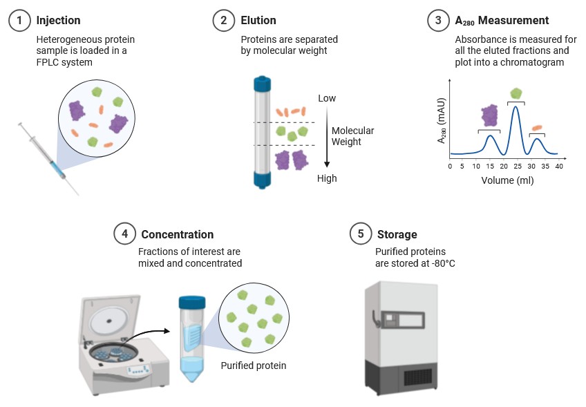 Size-exclusion chromatography workflow: sample injection, elution, A280 detection, and concentration measurement