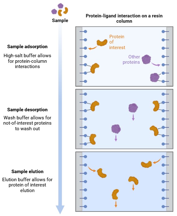 Hydrophobic interaction chromatography workflow: sample binding, washing, and elution