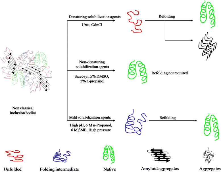 Protein recovery from Escherichia coli inclusion bodies using mild solubilization