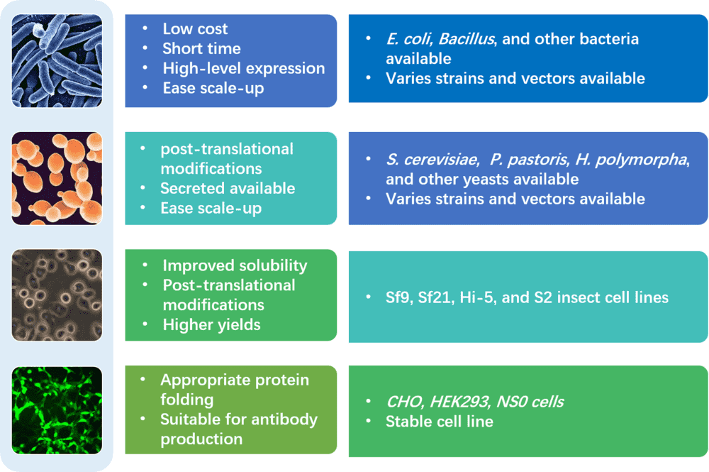 Host selection strategy for enzyme expression
