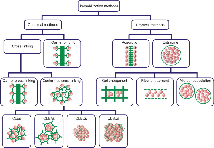 Enzyme immobilization methods: cross-linking, carrier binding, adsorption, and entrapment