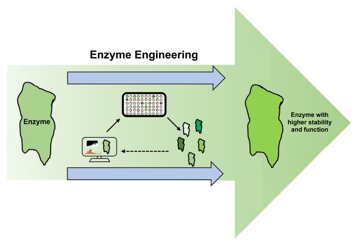 天然物生合成の高度化および多様化のためのタンパク質工学