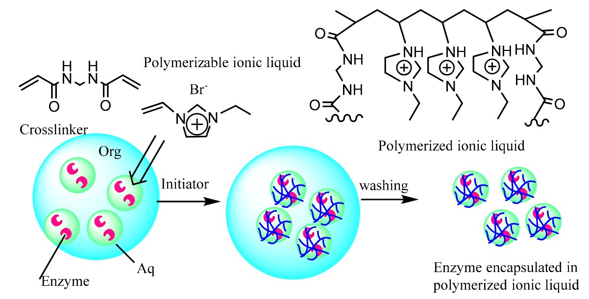 Biocatalysis in ionic liquids for chemical synthesis
