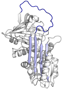 Alpha-1 Antitrypsinのタンパク質構造。