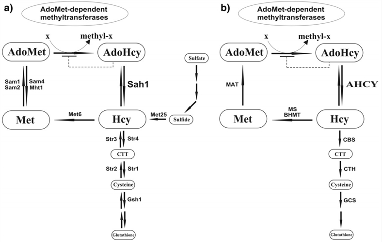 AdoMet依存性メチル化：酵母におけるAdoHcyとS-アデノシル-L-ホモシステインヒドロラーゼの役割 a) および哺乳類におけるb)