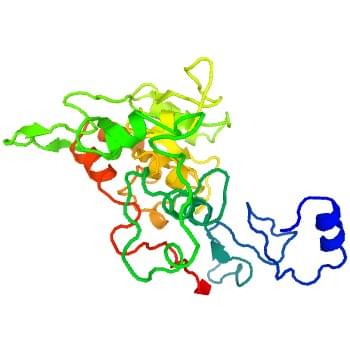 図2: ヒト3-ガラクトシル-N-アセチルグルコサミニダーゼ4-α-L-フコシルトランスフェラーゼの結晶構造