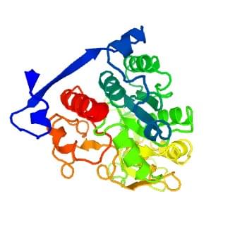 図：ヒトN-アセチルラクトサミニダーゼβ-1,6-N-アセチルグルコサミニルトランスフェラーゼの結晶構造。