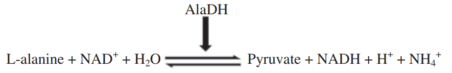 AlaDHによる前進反応と後退反応