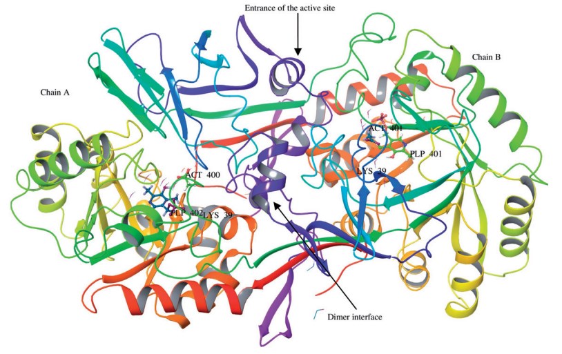 Bacillus stearothermophilus Alrホモ二量体の図示ビュー（PBD ID: 1SFT）