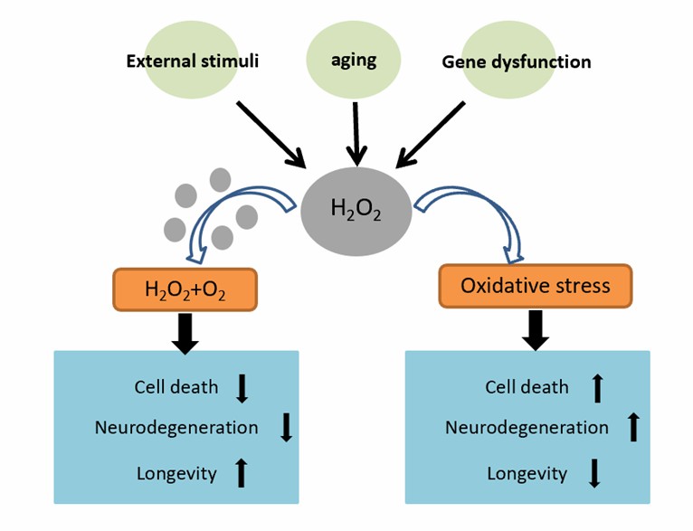 Fe3O4ナノザイムの抗酸化特性によるROS誘発神経変性の改善。 - CD BioSciences