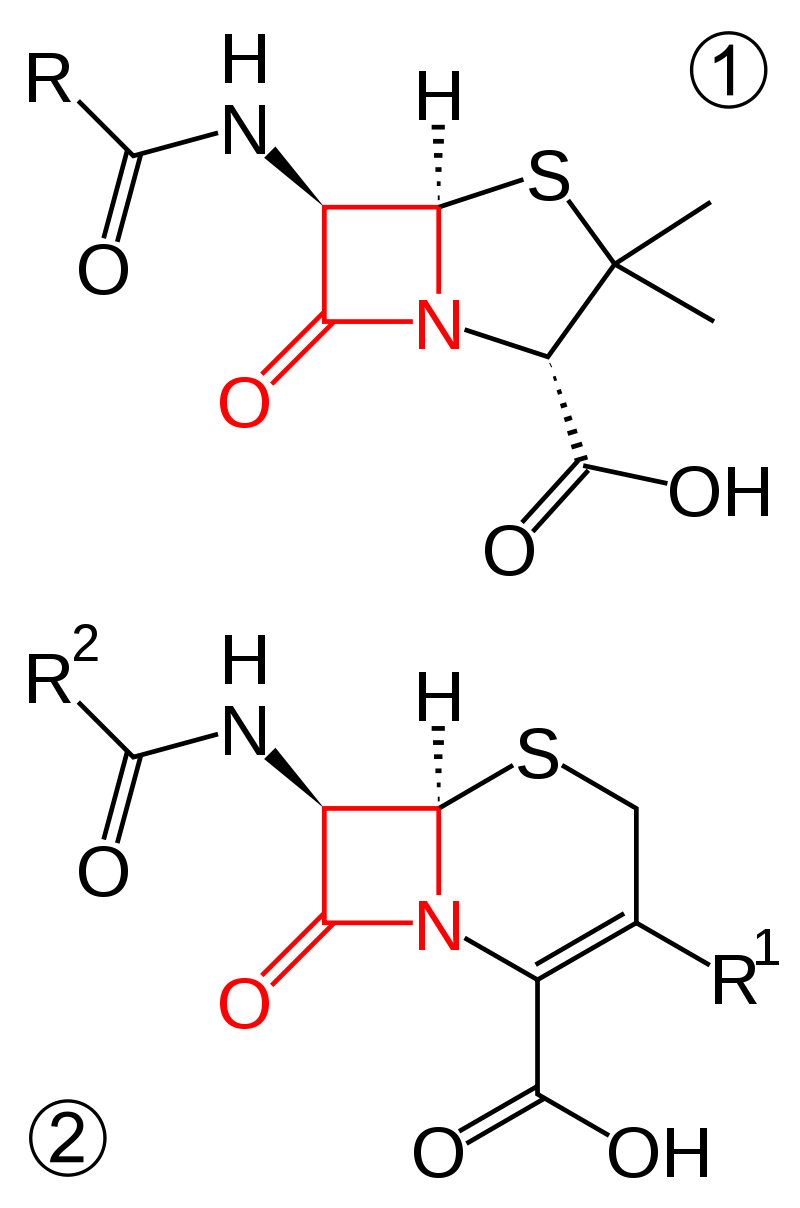 β-ラクタムの構造。