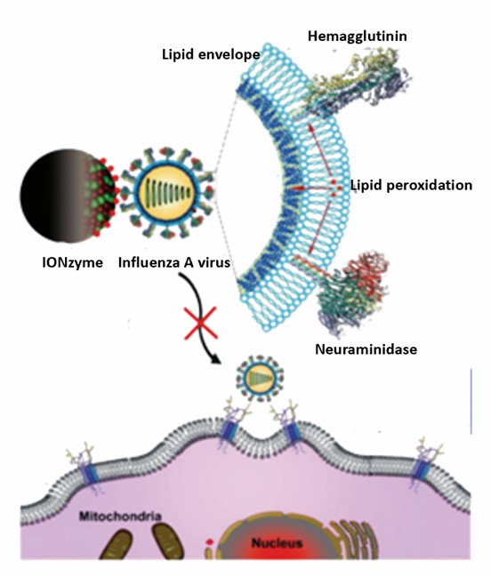 抗ウイルス療法に使用されるナノザイム。 - Creative Enzymes