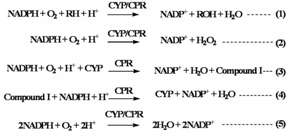 CYP+CPR混合物に関与する反応