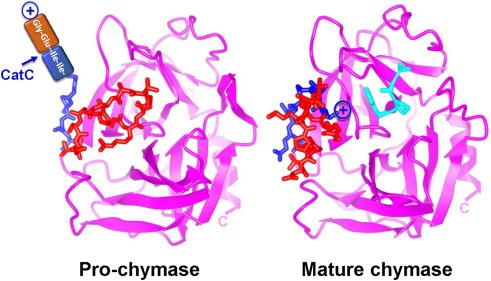CTSCによるプロ-キマラーゼの活性化