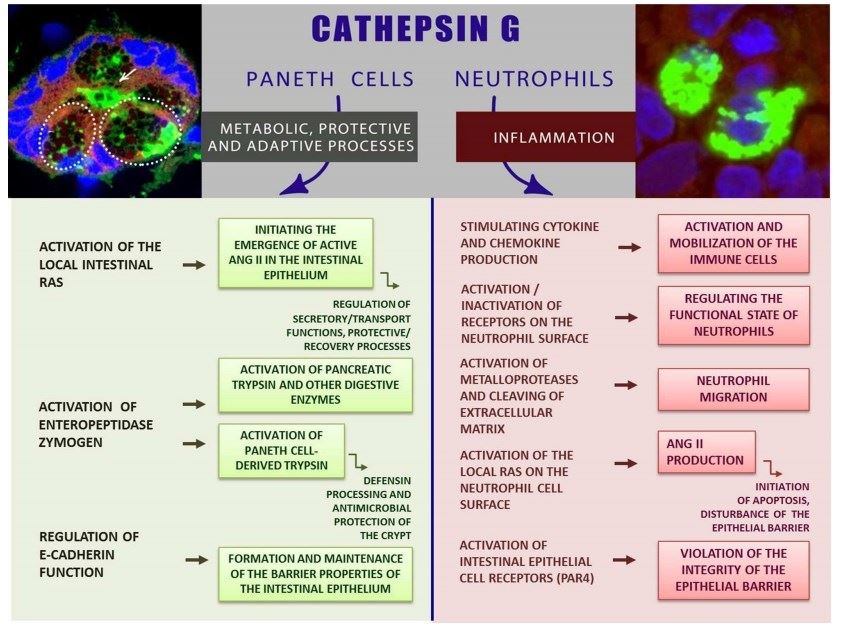  CathG-規範と炎症の間：腸粘膜におけるCathGの役割