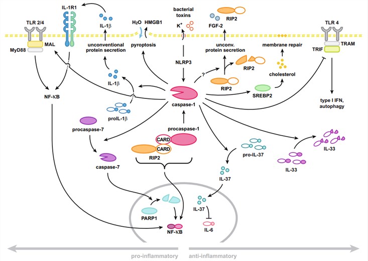caspase-1の前炎症的および抗炎症的機能