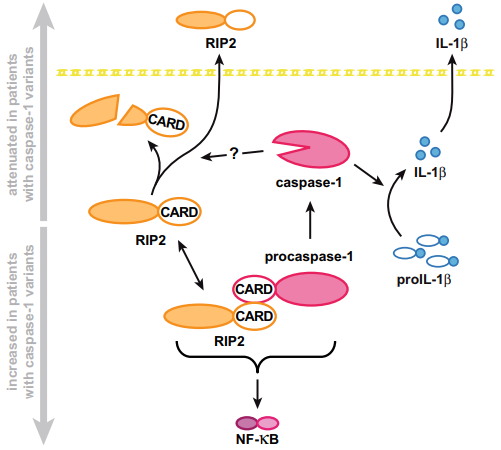 欠陥のあるcaspase-1は炎症を引き起こす