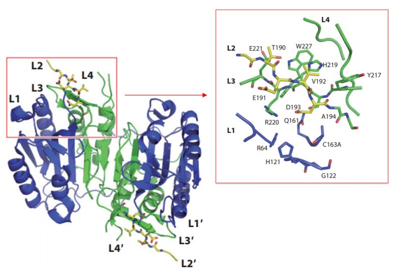 Caspase-6ゼイモゲンの構造