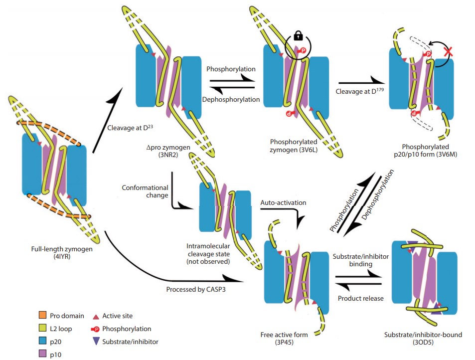 Caspase-6の活性化と調節マップ