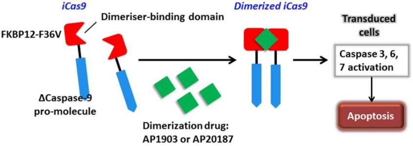 活性化されたiCasp9によって引き起こされた導入細胞のアポトーシス