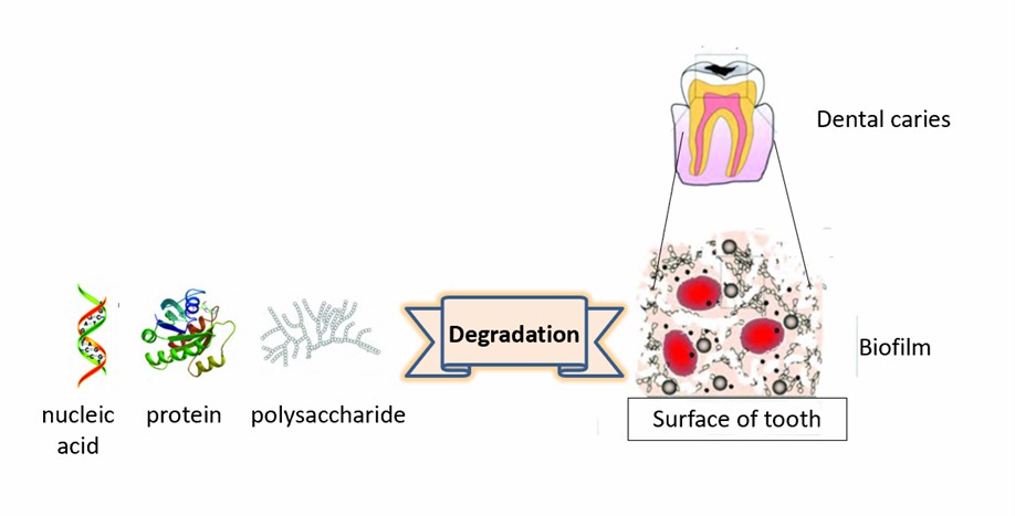 ナノザイムを使用してStreptococcus mutansバイオフィルムを除去する。 - Creative Enzymes