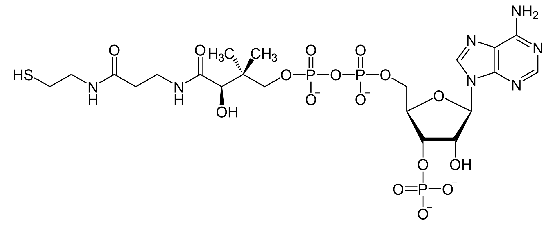 コエンザイムAの構造