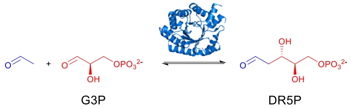 DERAによって触媒されるin vivo 2-deoxy-D-ribose-5-phosphate反応